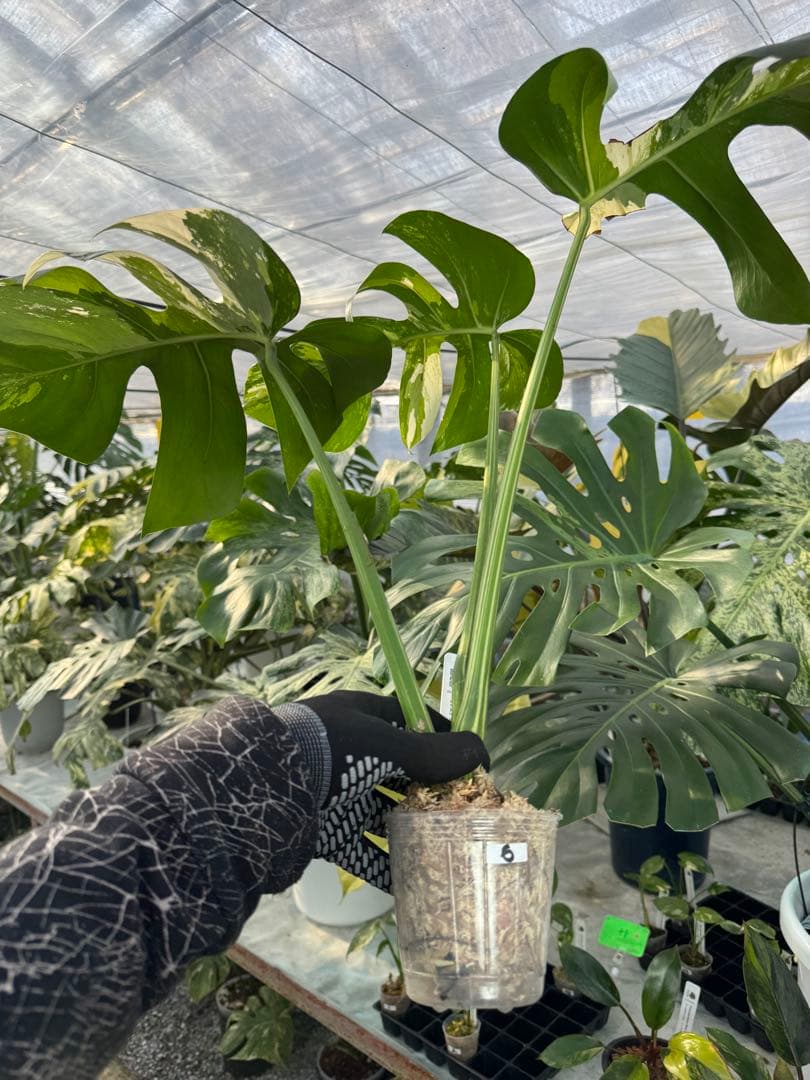 p*i様 6モンステラ　ボルギシアナ　x デリシオーサ　ミント　健康カット苗