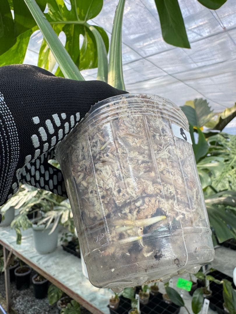 p*i様 6モンステラ　ボルギシアナ　x デリシオーサ　ミント　健康カット苗