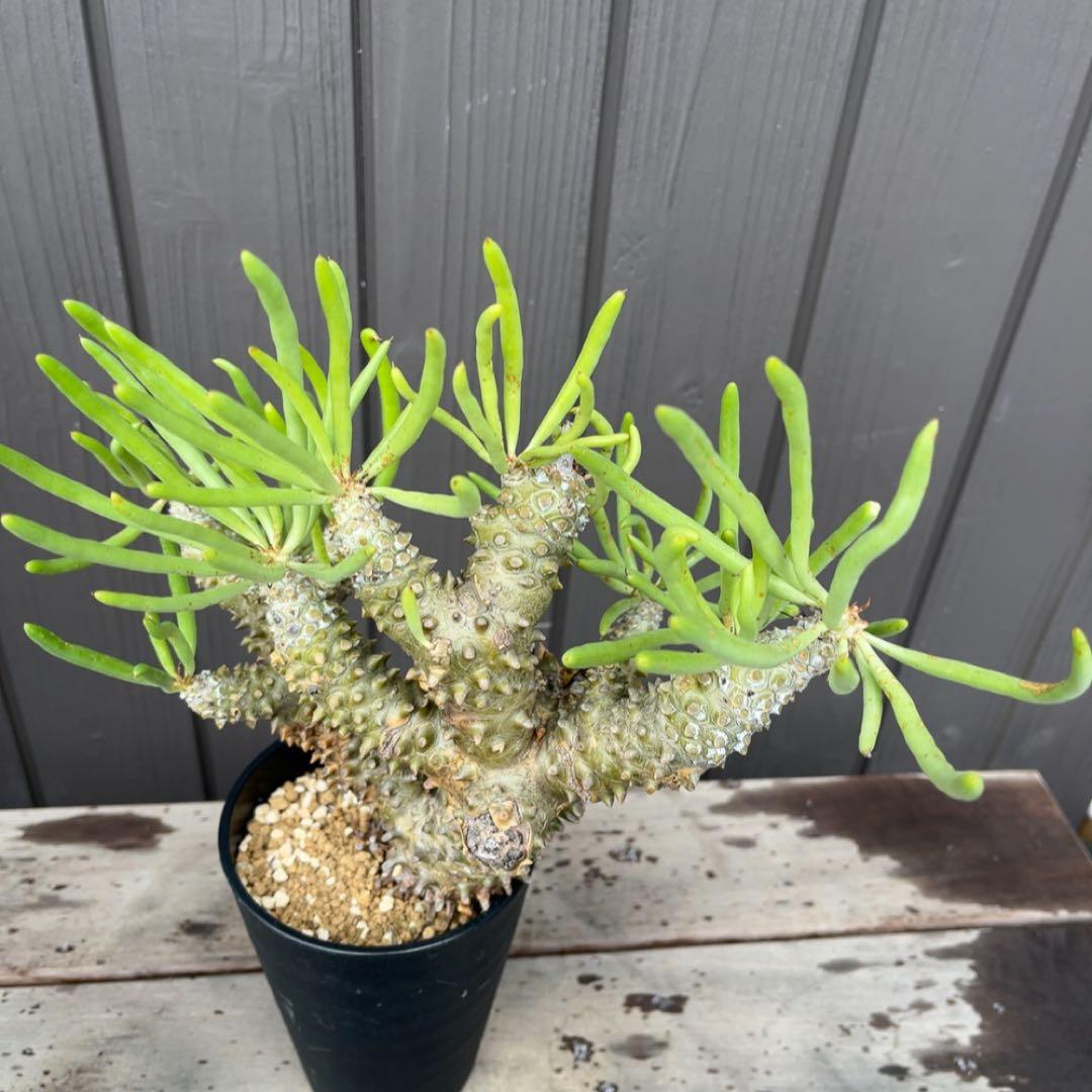 《期間限定販売❗️》『チレコドン　ワリチー』極美大株　現地株　発根済 ポット発送