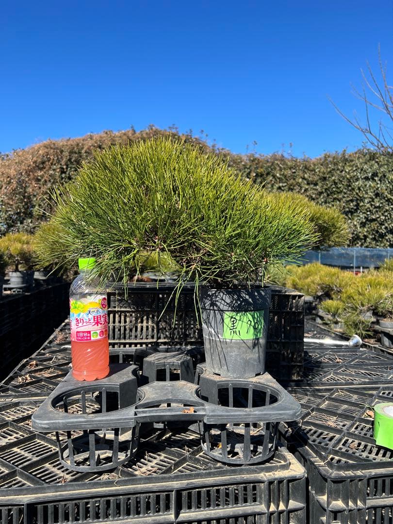 黒松盆栽　中品　70