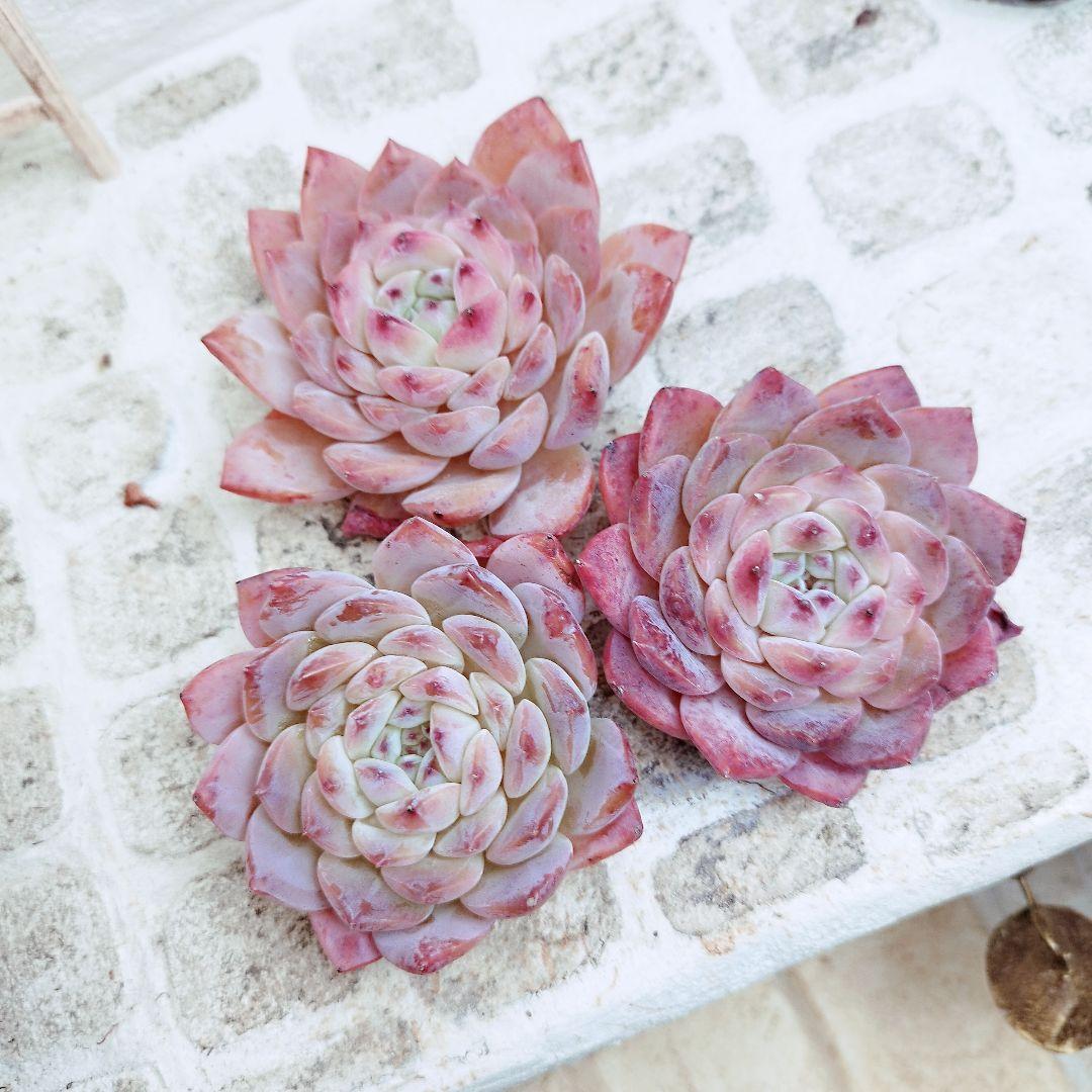 ラジエル◎多肉植物 カット苗 韓国苗 エケベリア等