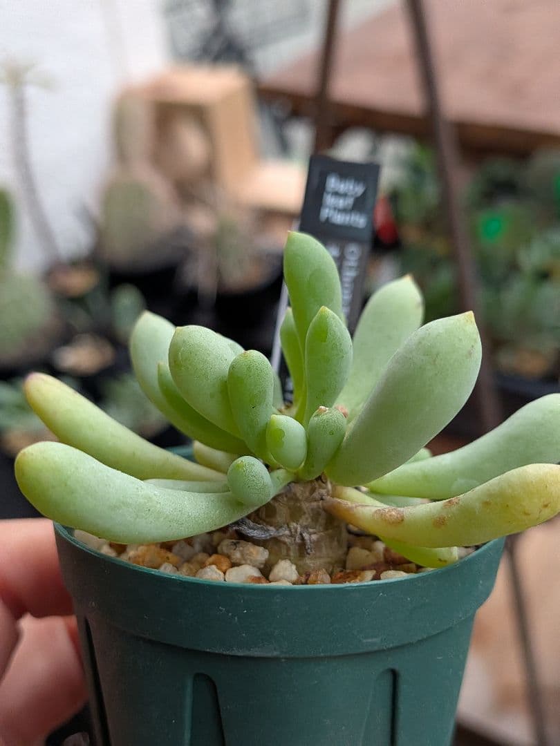 オトンナ　レトロルサ　ユーフォルビオイデス　スティンコフ　クラビフォリア冬型塊根