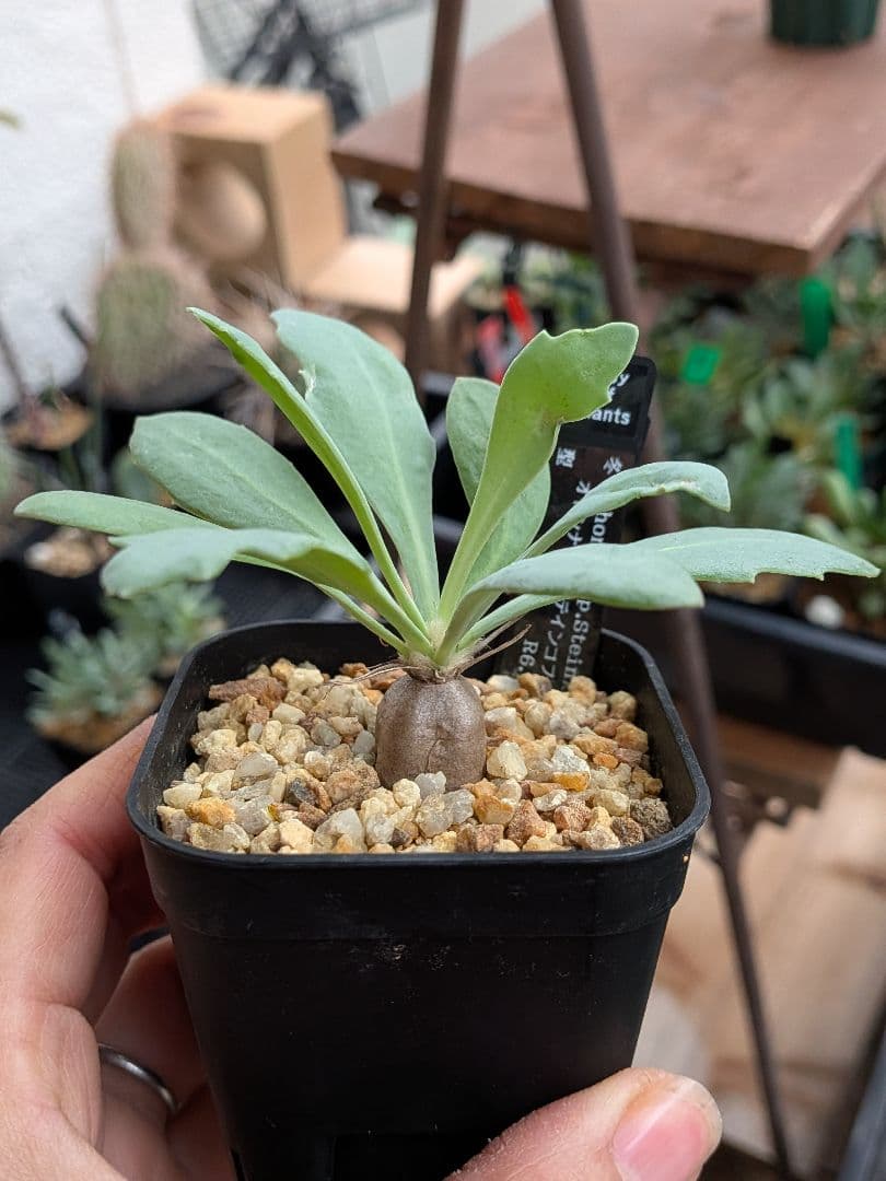 オトンナ　レトロルサ　ユーフォルビオイデス　スティンコフ　クラビフォリア冬型塊根