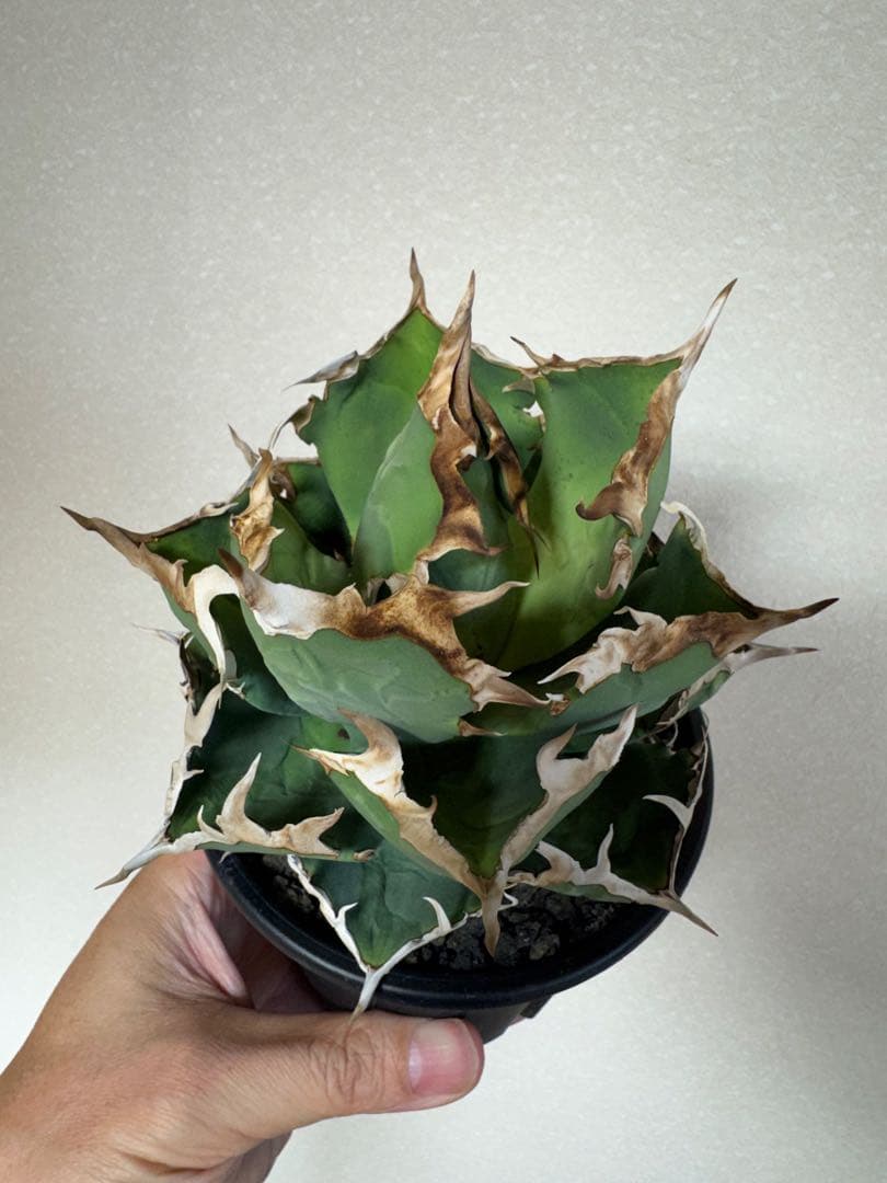 2年育成株　アガベ　チタノタ　磅蟹　蟹　カニ　親株出品