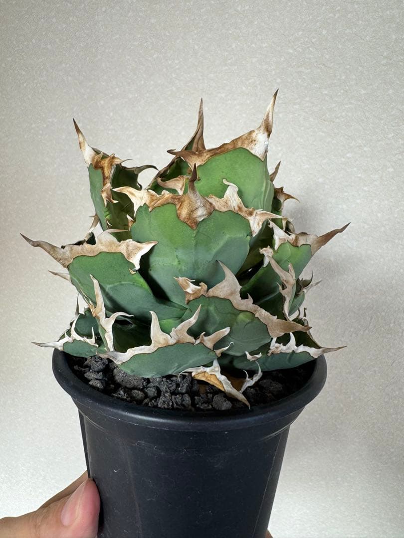 2年育成株　アガベ　チタノタ　磅蟹　蟹　カニ　親株出品