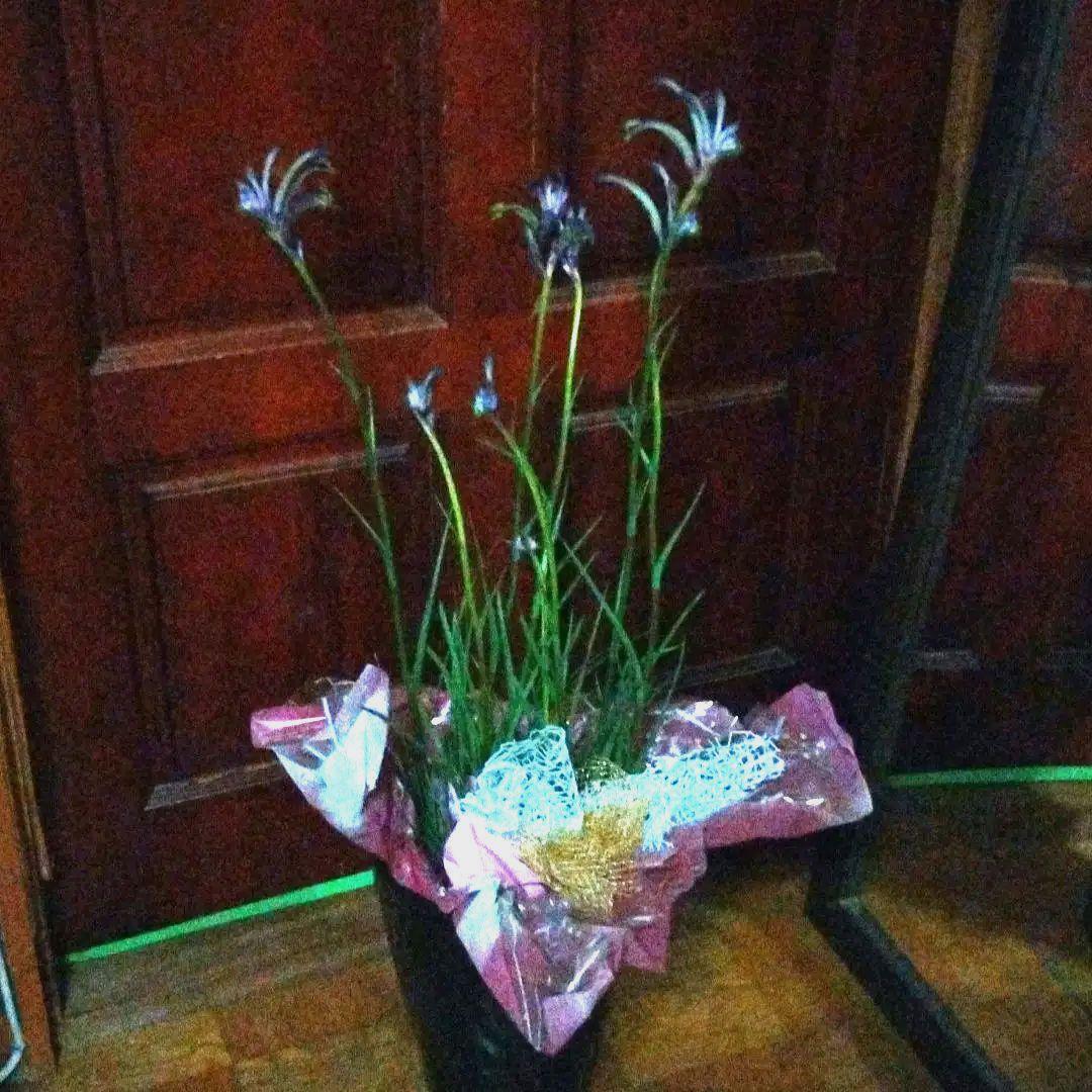 オージープランツ　カンガルーポー