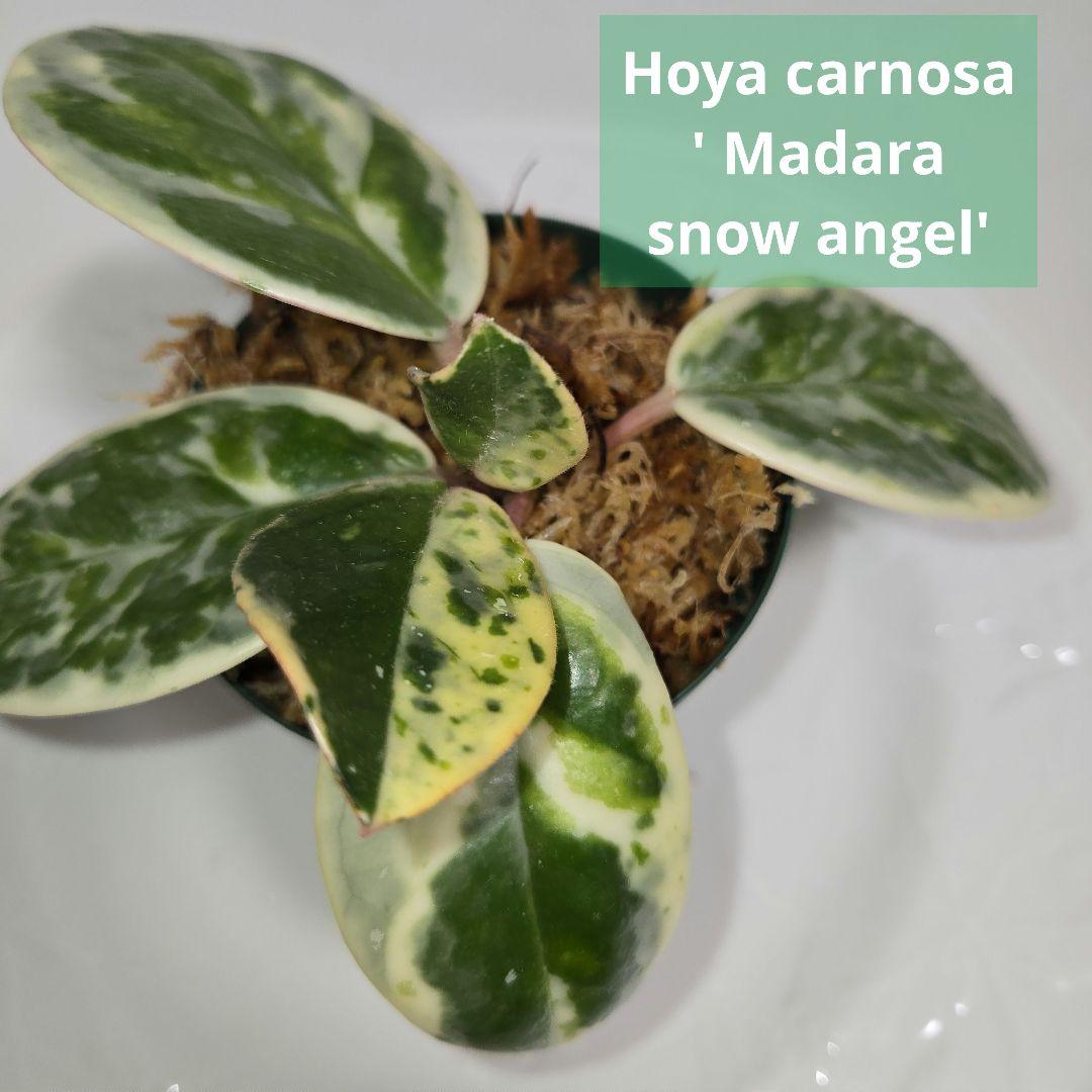 その他観葉植物 Hoya carnosa ' Madara  angel'
