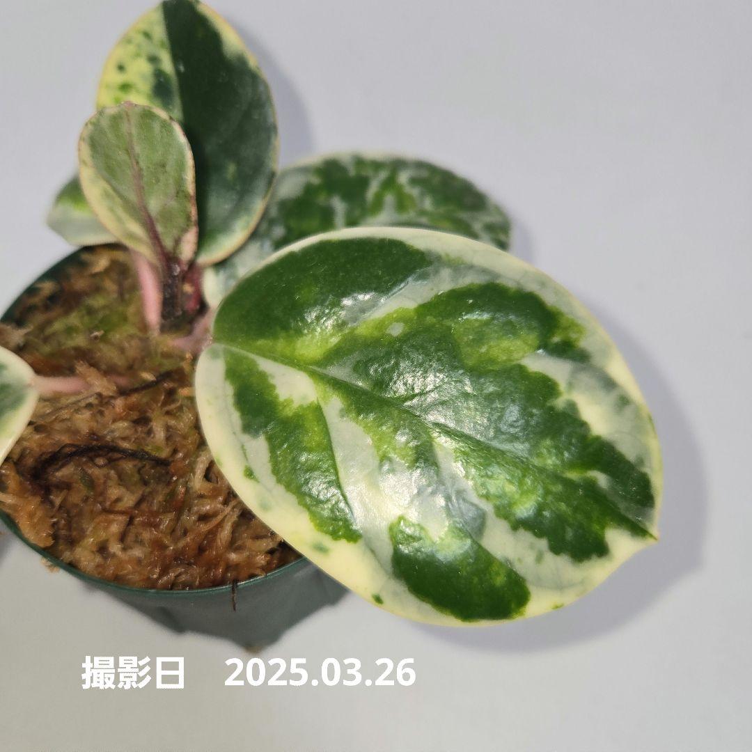 その他観葉植物 Hoya carnosa ' Madara  angel'