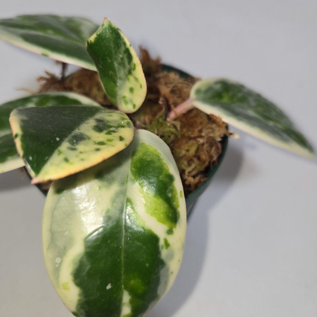 その他観葉植物 Hoya carnosa ' Madara  angel'