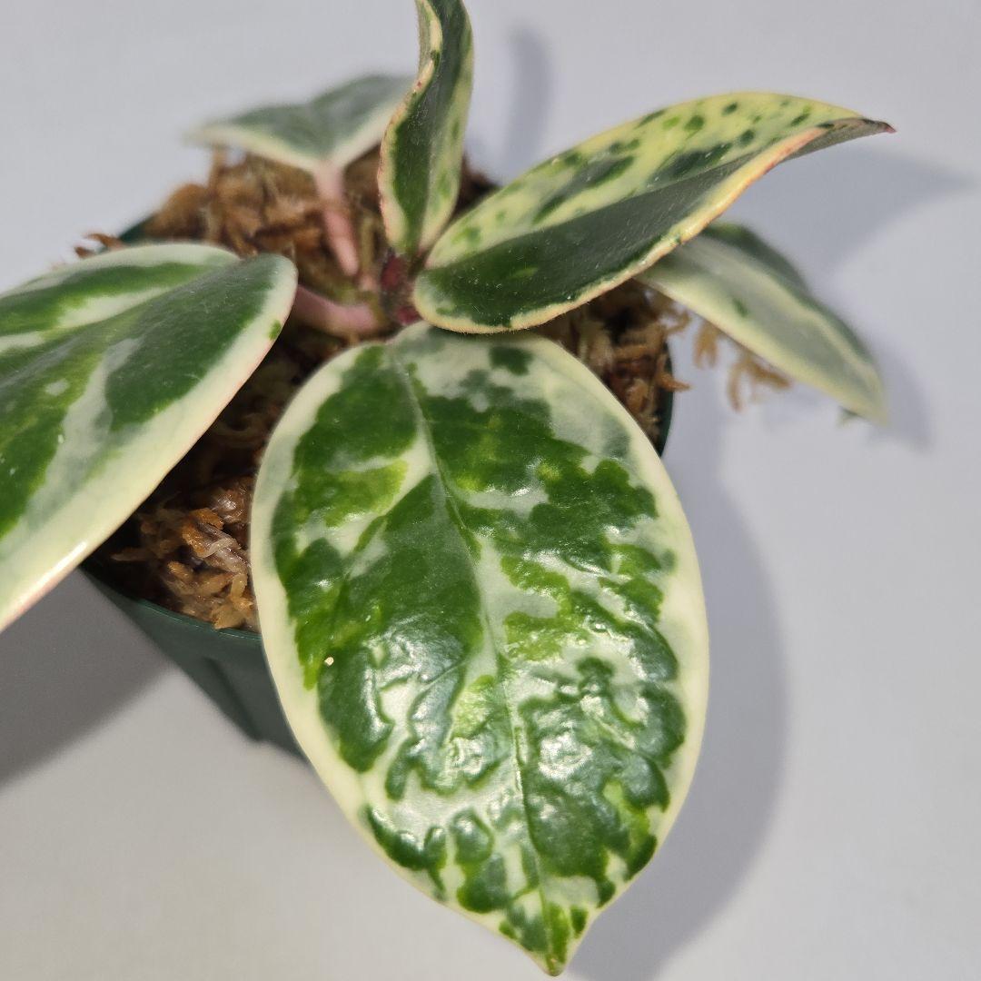 その他観葉植物 Hoya carnosa ' Madara  angel'