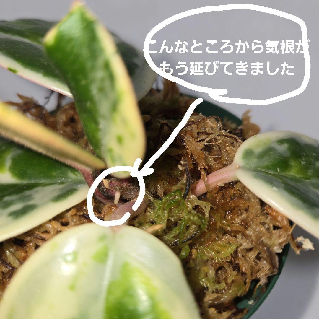 その他観葉植物 Hoya carnosa ' Madara  angel'