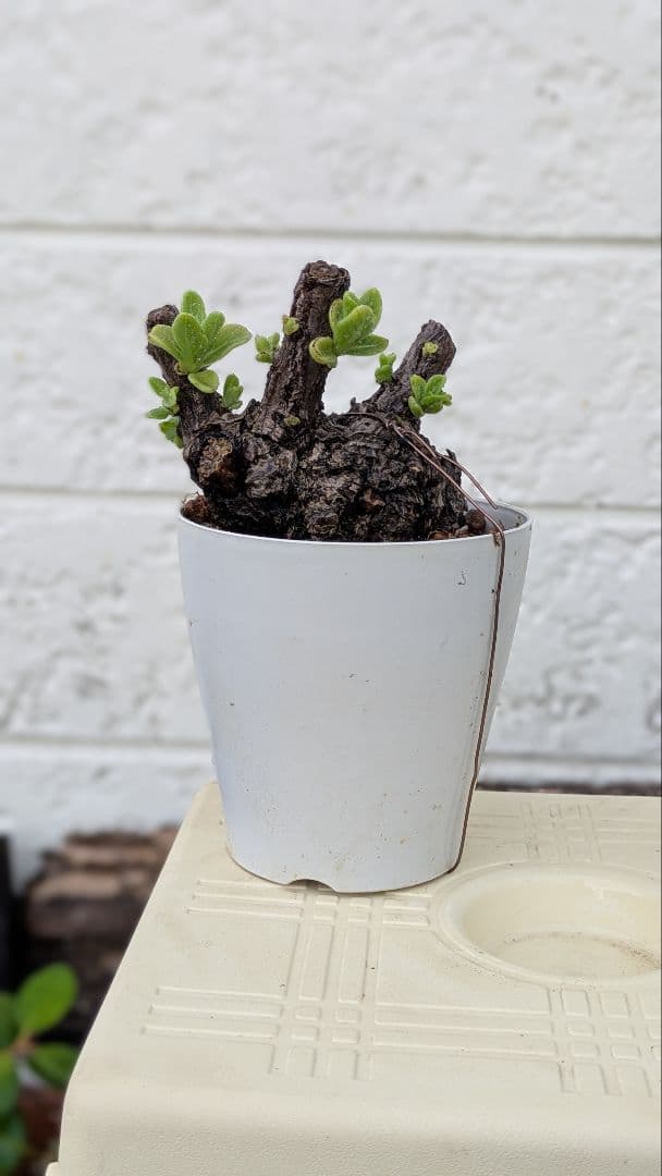 モンパノキ　銀毛樹