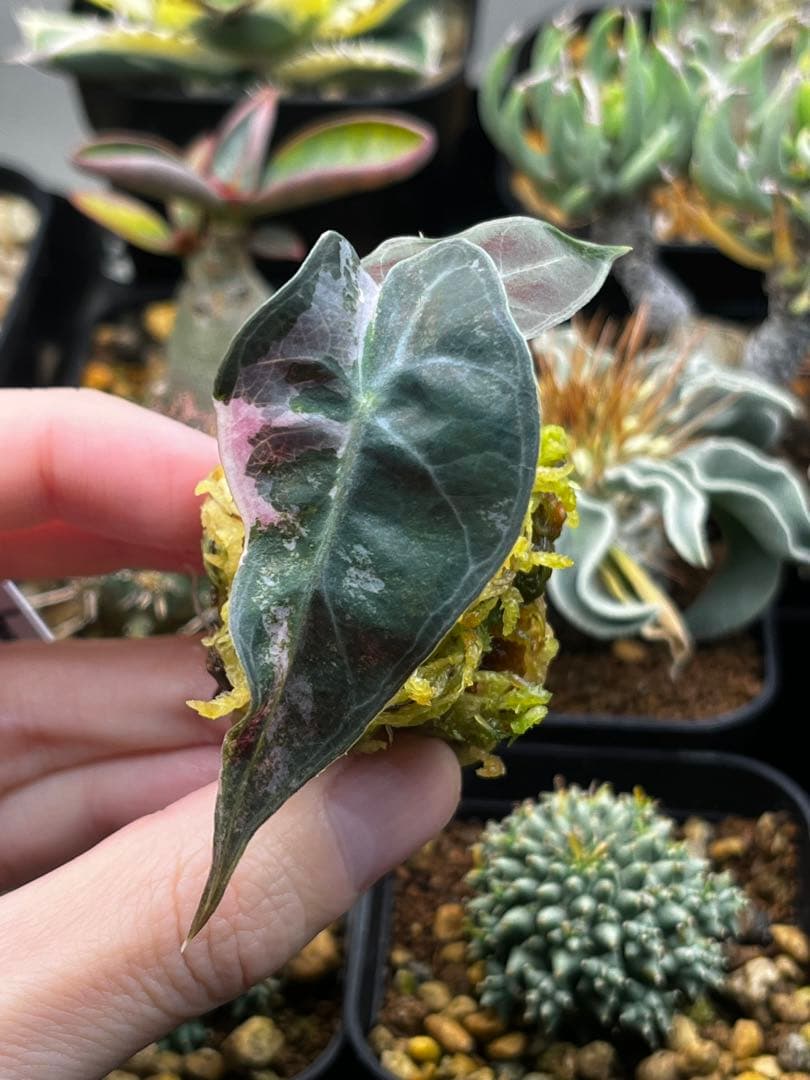 アロカシア アマゾニカ ミントピンク斑入り①