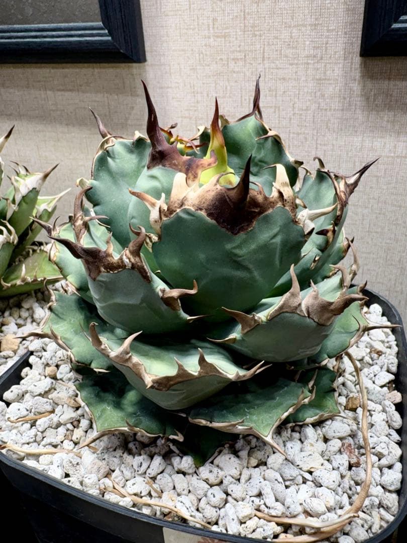 アガベ チタノタ 厳竜 大きめ プラステラ180付き