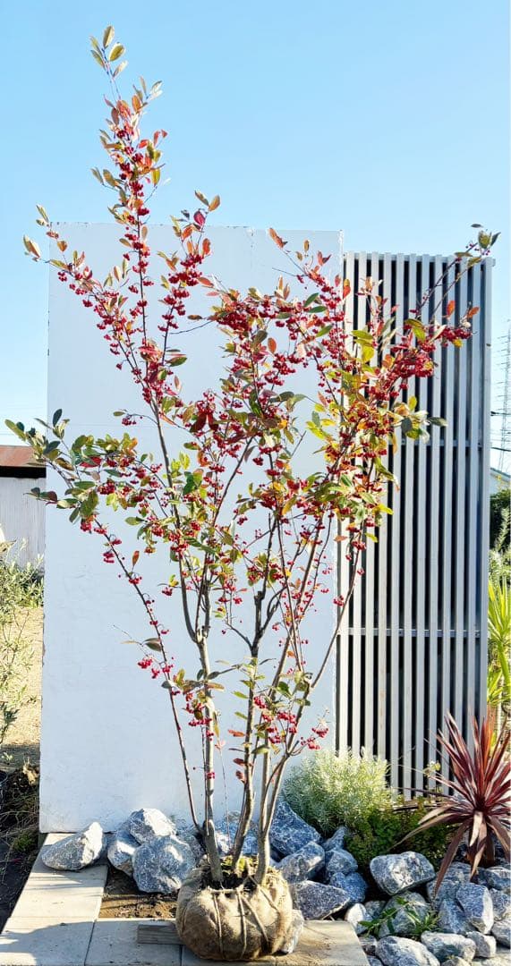 優良株。アロニアクックベリー株立ち2.7M(鉢底から)品番A