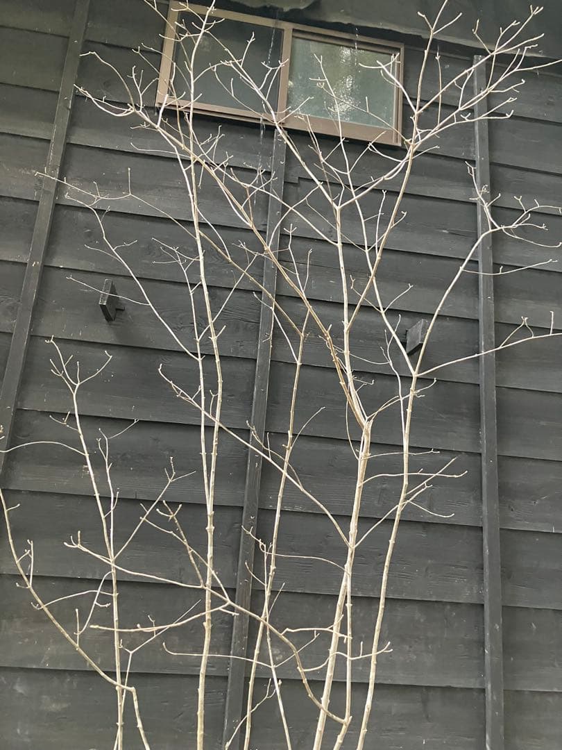 8 山採り　アオダモ