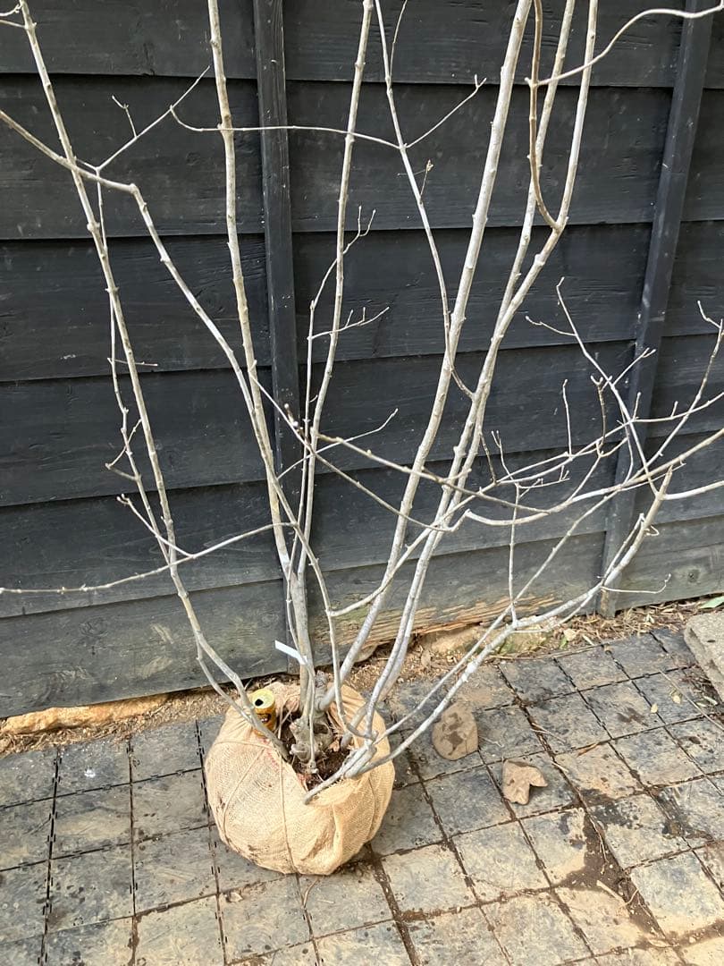 8 山採り　アオダモ