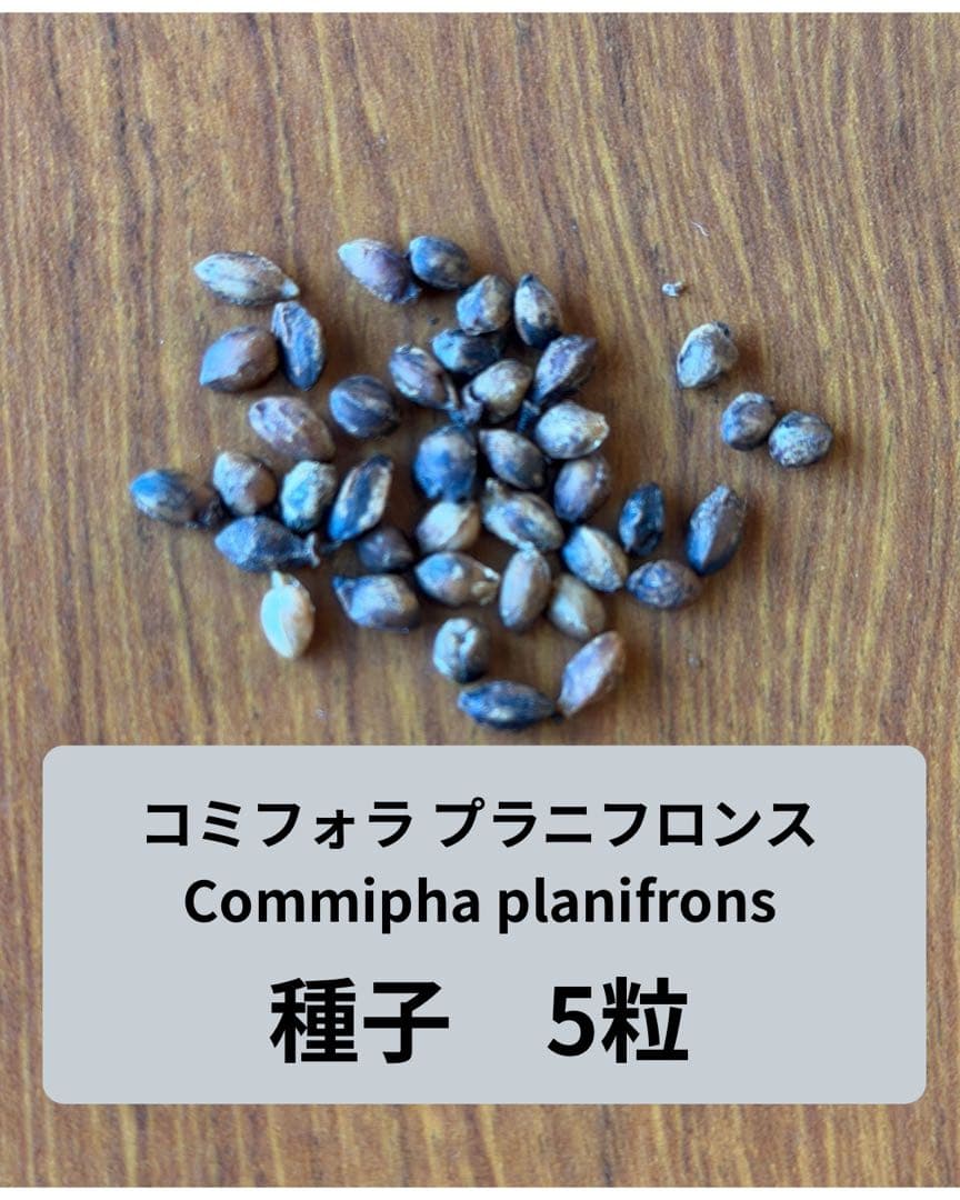 コミフォラ　プラニフロンス　種子5粒