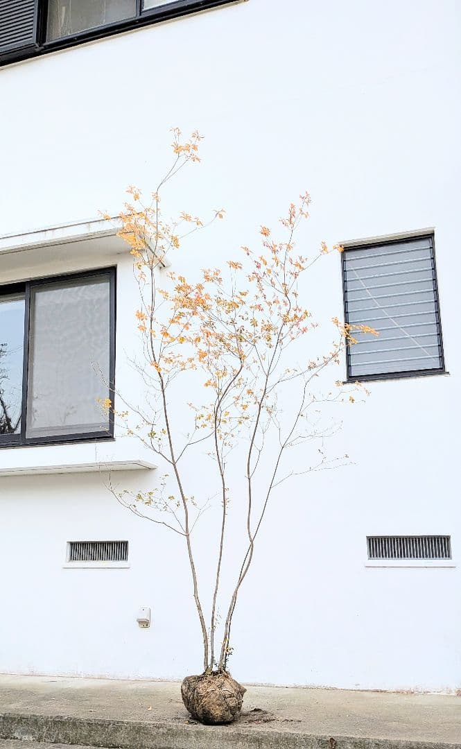 圧巻！山採りドウダンツツジ。