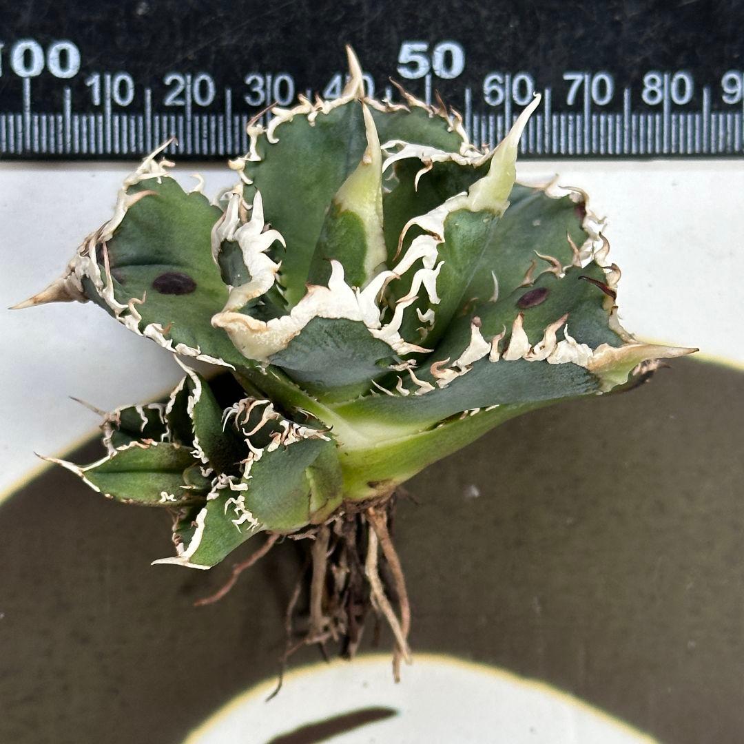 888【上澳園芸】 アガベ チタノタ shangao-008 白豪棘 良質子株