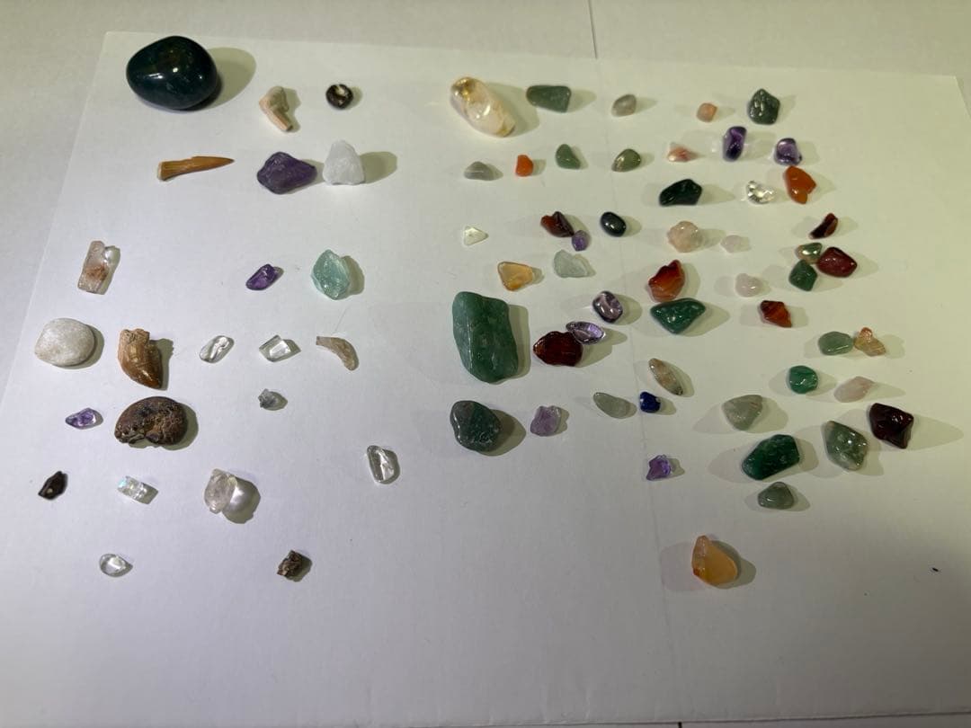 化石詰め合わせセット