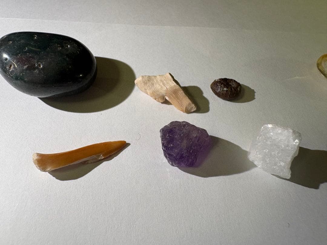 化石詰め合わせセット