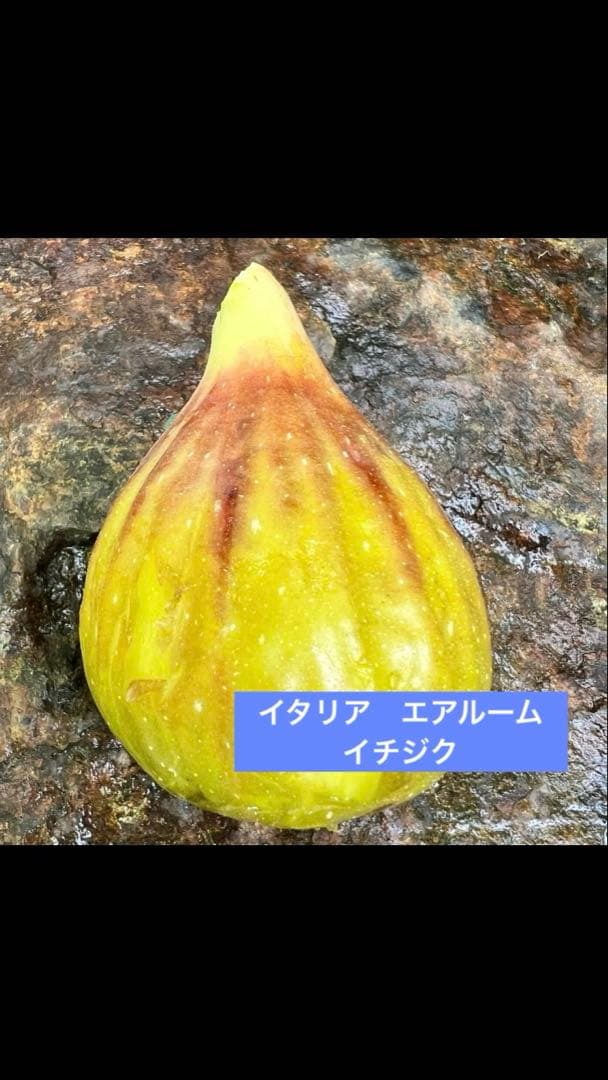 イタリア　エアルーム　イチジク　苗