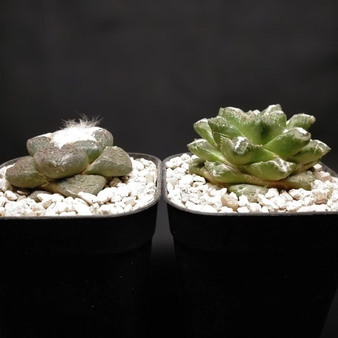 アリオカルプス 連山 短疣亀甲牡丹 2株セット 竜角牡丹 玉牡丹 花牡丹 黒牡丹