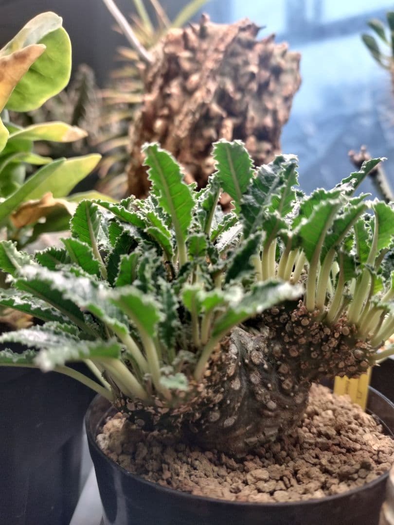 ドルステニア ラブラニー 綴化 検 パキプス コミフォラ カタフ ユーフォルビア