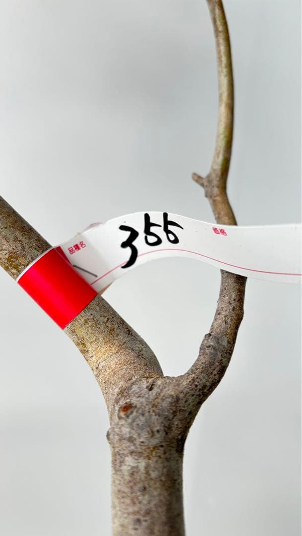 流れ樹形の曲線美が美しい 枝流れ ドウダンツツジ 355 樹高1.7m位