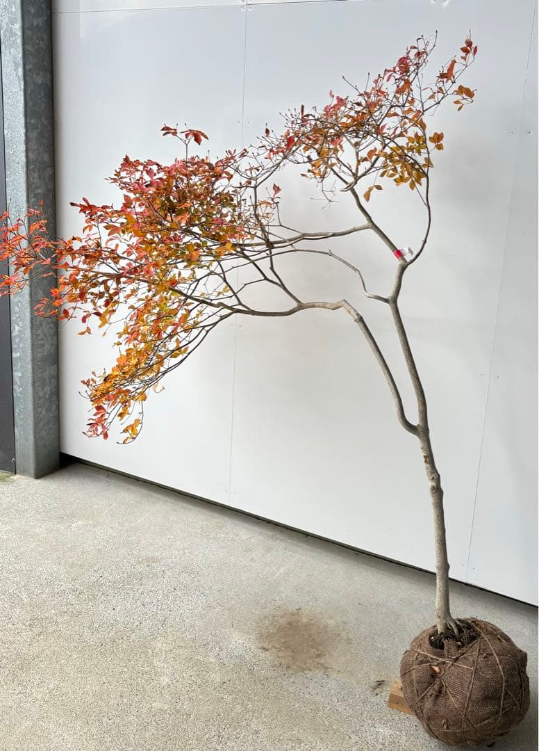 流れ樹形の曲線美が美しい 枝流れ ドウダンツツジ 355 樹高1.7m位