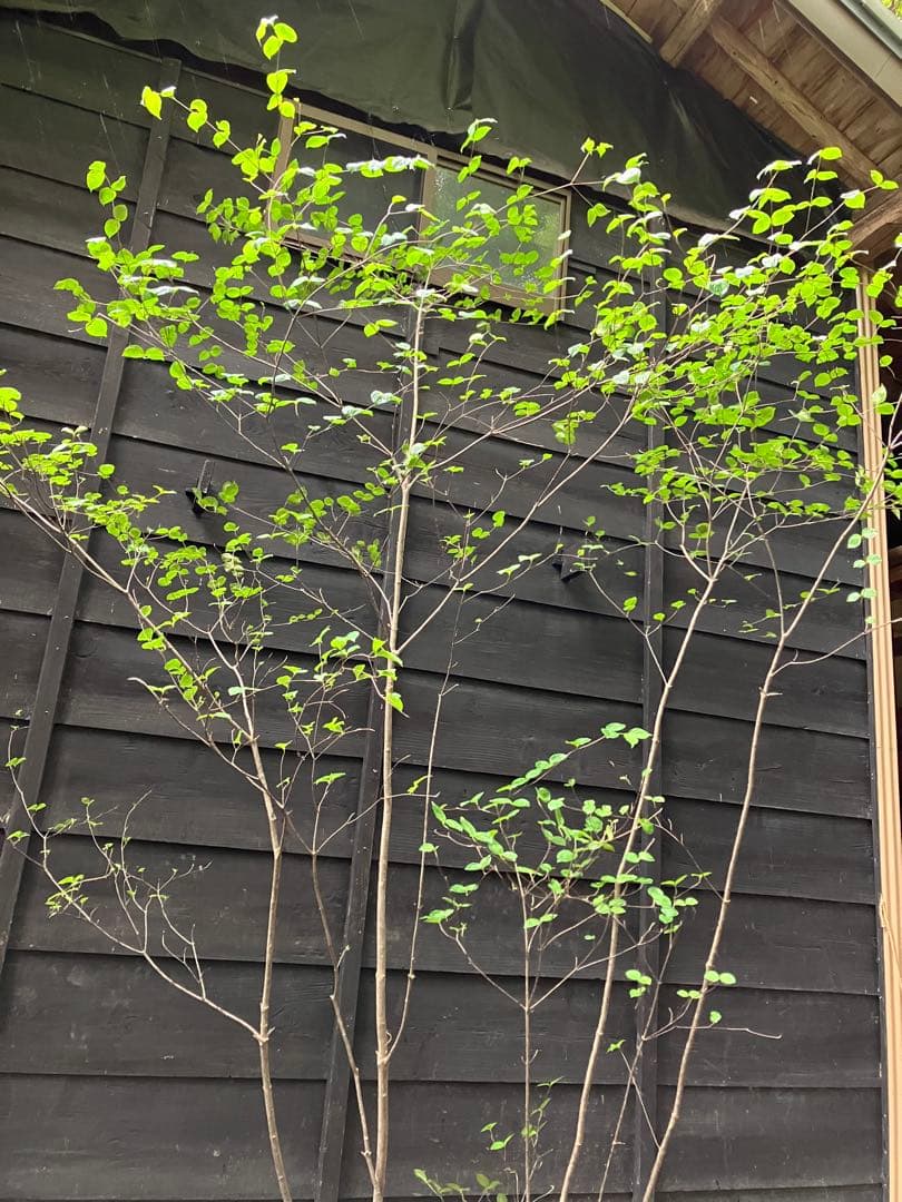 25 山採り　ヤマボウシ