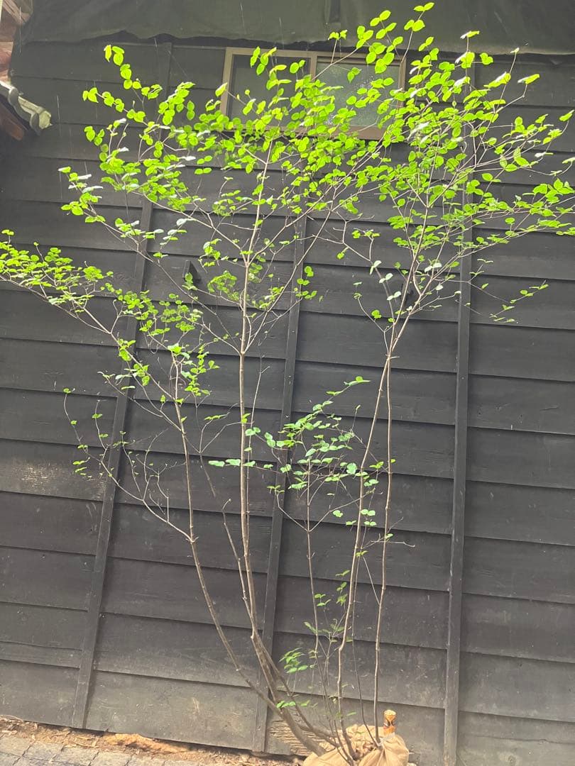 25 山採り　ヤマボウシ