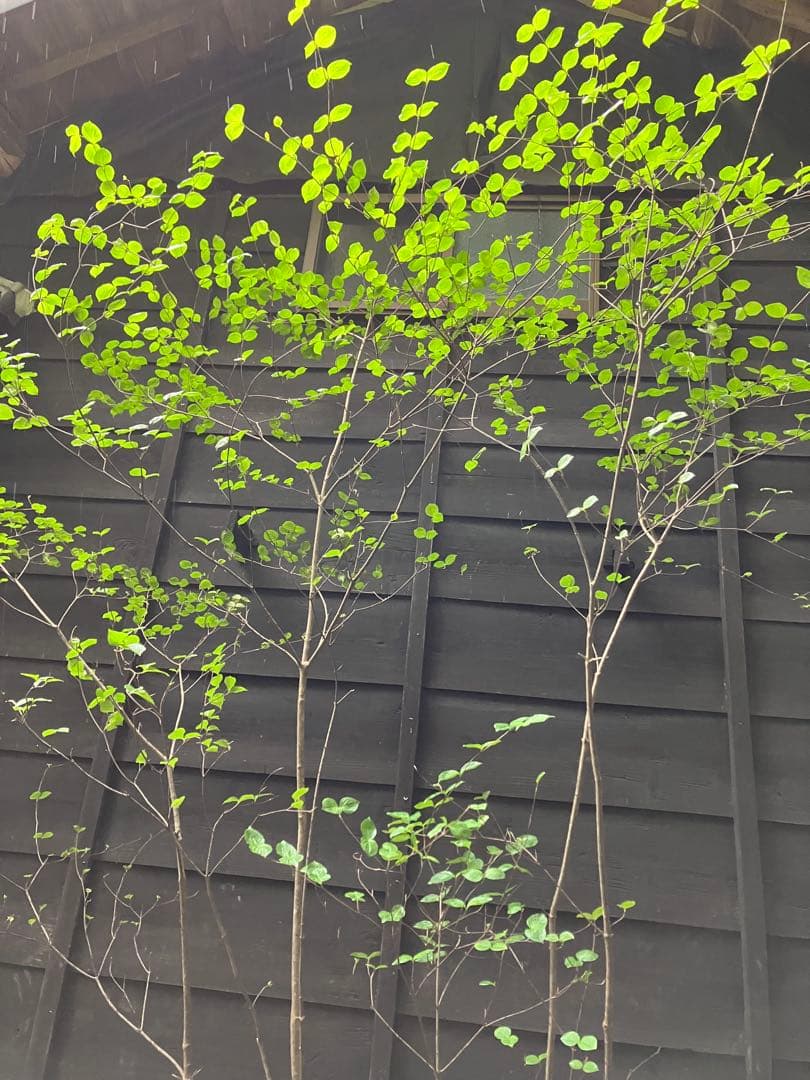 25 山採り　ヤマボウシ