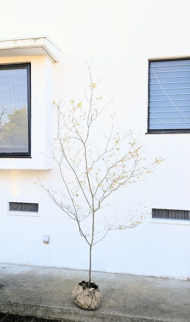 新春特価！。特大の山採りドウダンツツジ。