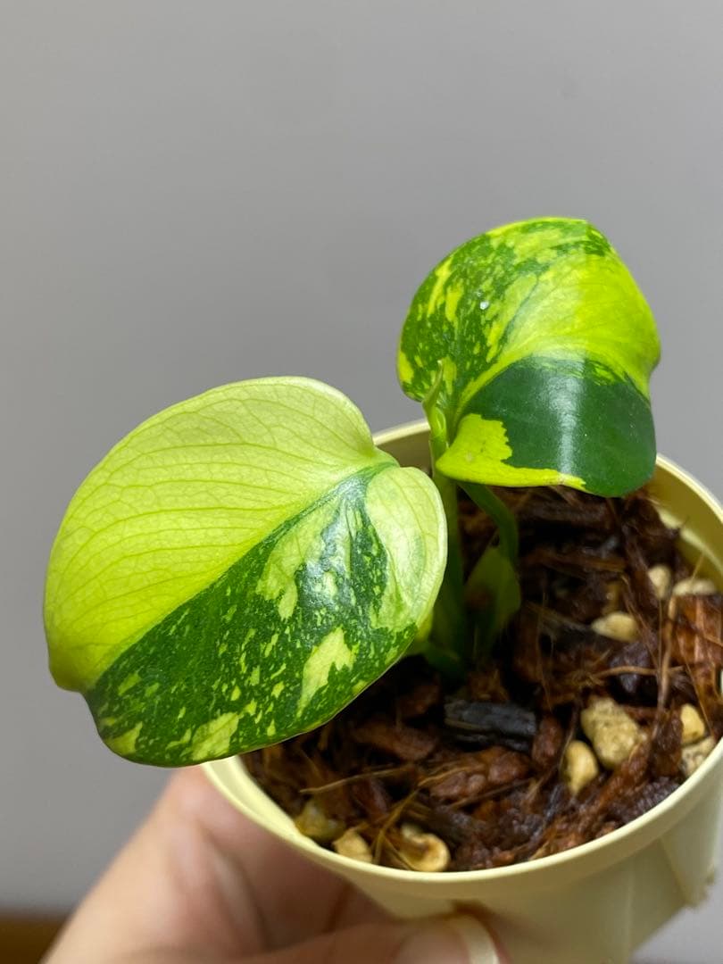 【超希少‼️超極斑‼️】モンステラ　エレクトロライト　斑入り　レア　人気　メルカリ便