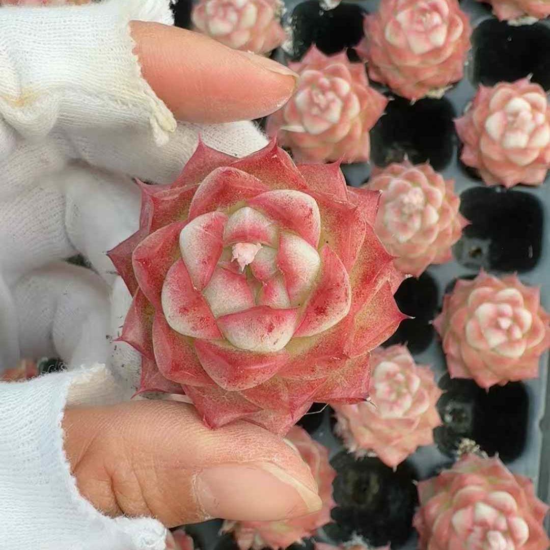 Top【選抜株】多肉植物　23475ホット　ラブ 105個 プラグトレー苗