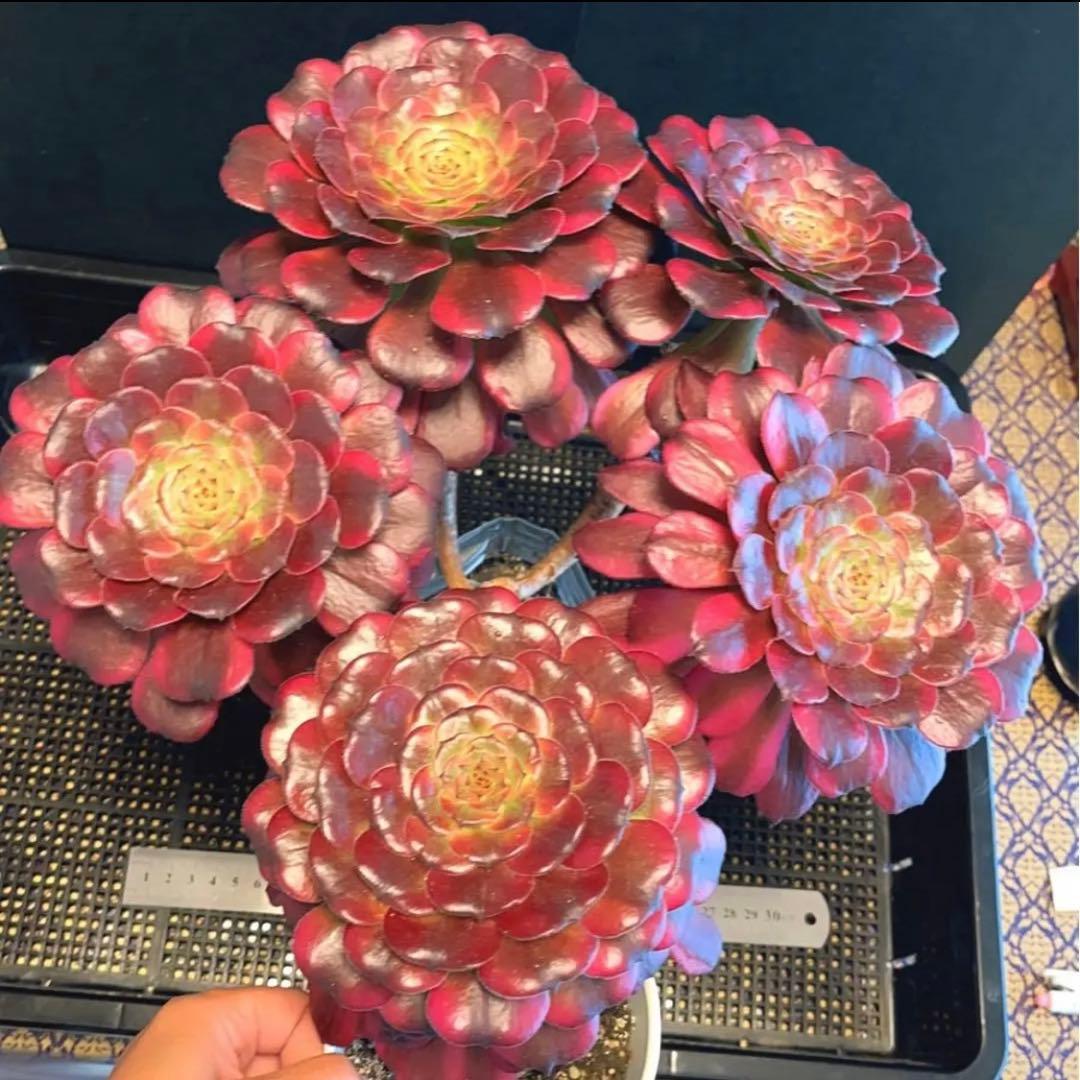 68#多肉植物アエオニウム錦❤️舞天姫❤️5大頭32cm拨き苗三年生