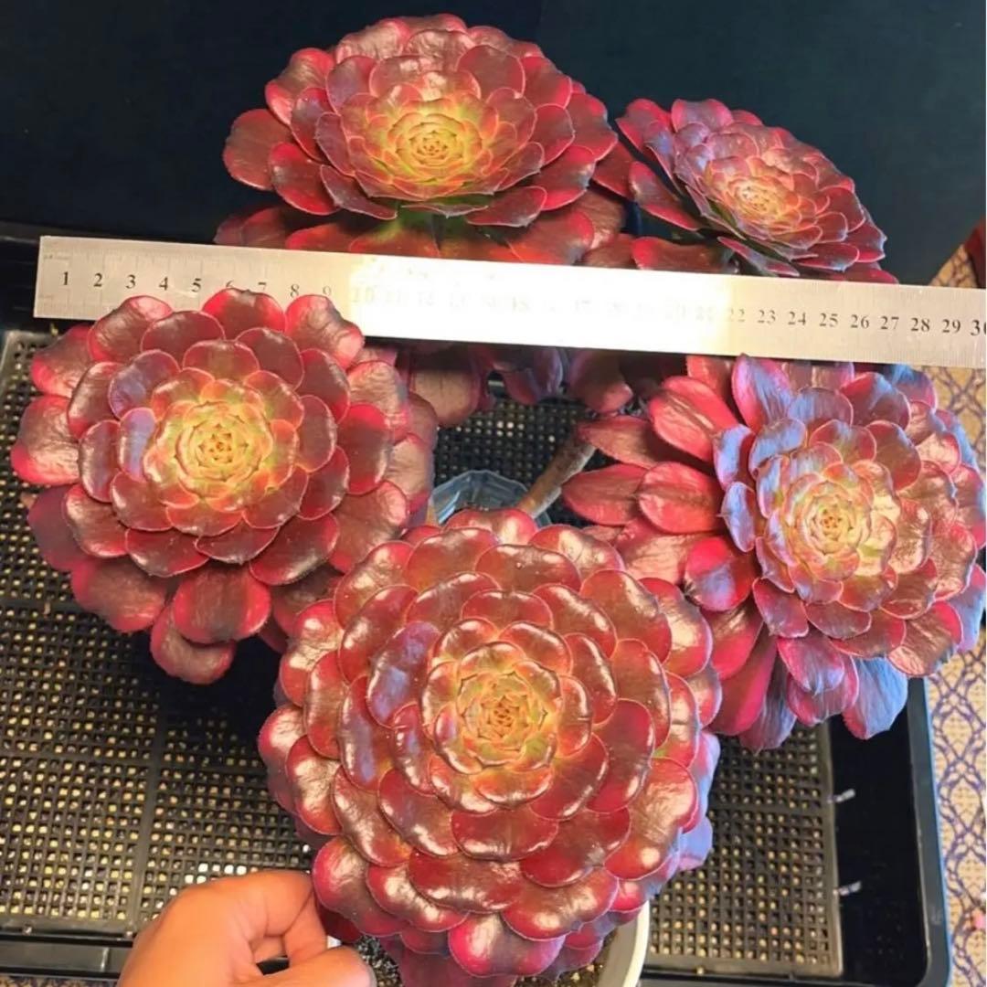 68#多肉植物アエオニウム錦❤️舞天姫❤️5大頭32cm拨き苗三年生