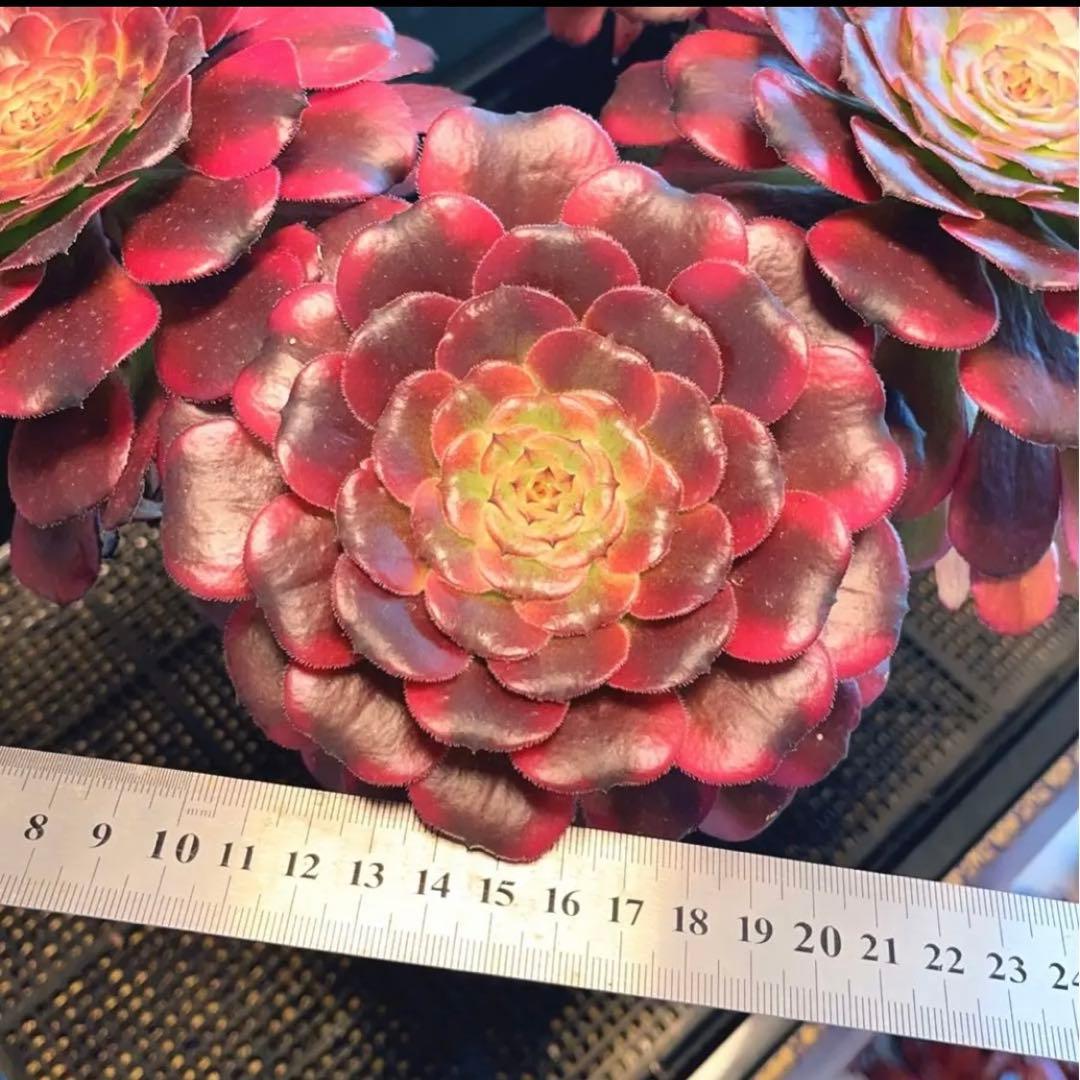 68#多肉植物アエオニウム錦❤️舞天姫❤️5大頭32cm拨き苗三年生
