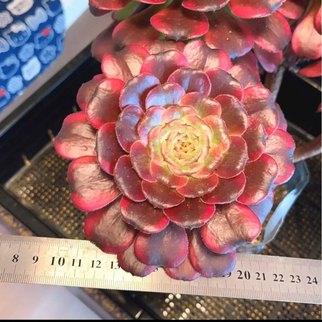 68#多肉植物アエオニウム錦❤️舞天姫❤️5大頭32cm拨き苗三年生