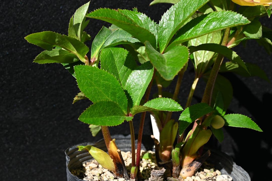 クリスマスローズ　ddゴールドピコティフラッシュ　加藤農園