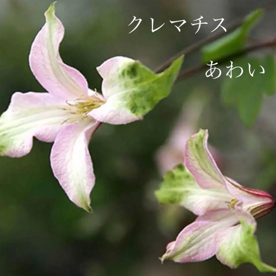 希少クレマチス あわい 2023年新品種 ピンクとグリーンのグラデーションカラー