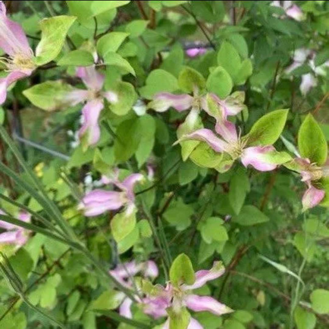 希少クレマチス あわい 2023年新品種 ピンクとグリーンのグラデーションカラー