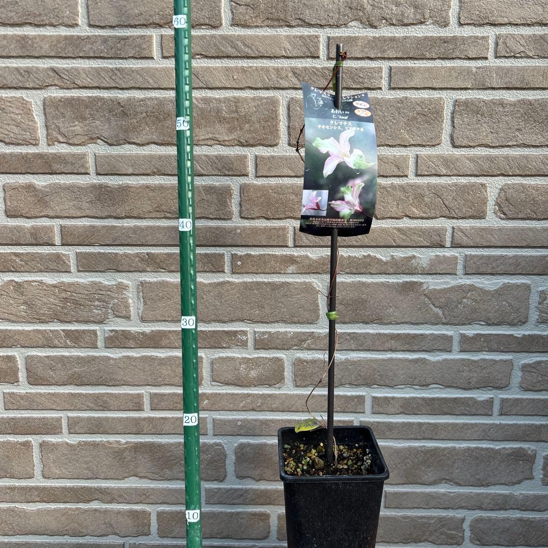 希少クレマチス あわい 2023年新品種 ピンクとグリーンのグラデーションカラー