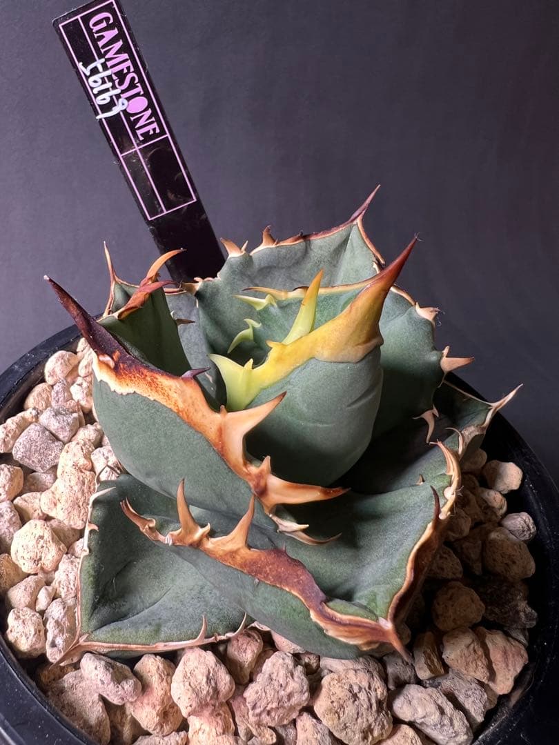 オテロイ実生 gamestoneさんより購入株 バンド　美鋸歯　タグ付き