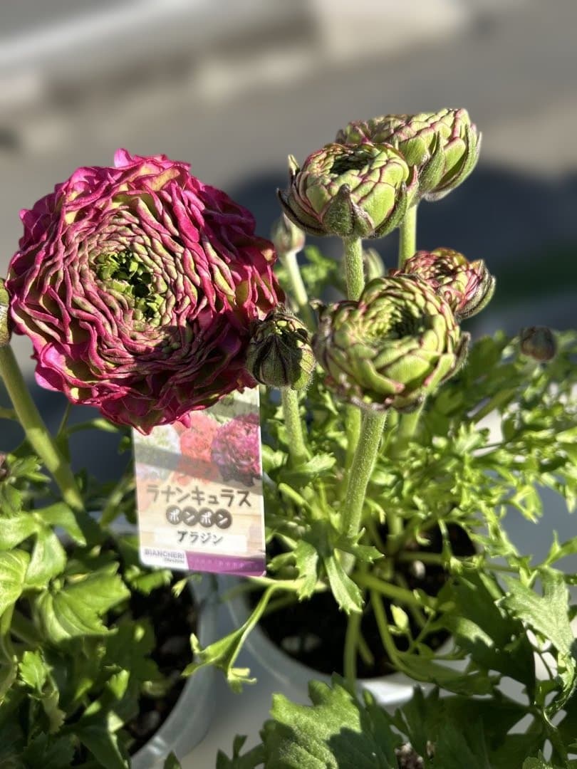 ラナンキュラス ポンポンシリーズ5号鉢６種セット