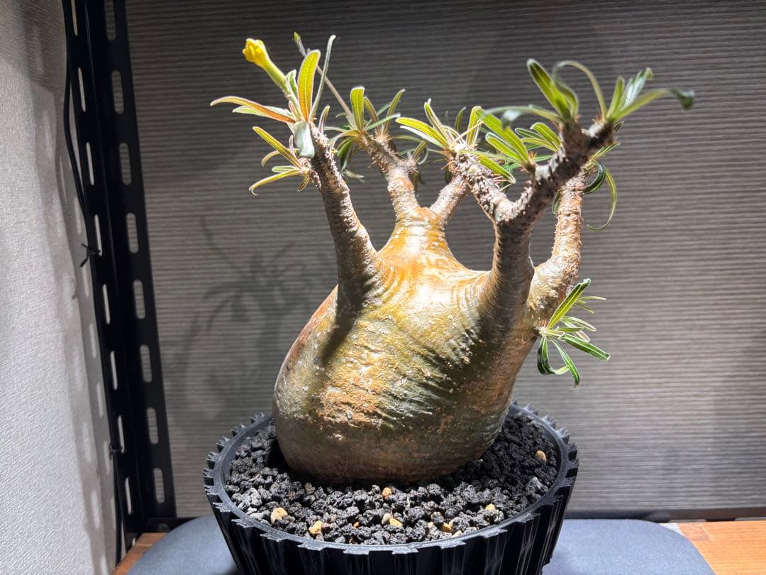 パキポディウム　グラキリス　発根済み　現地球