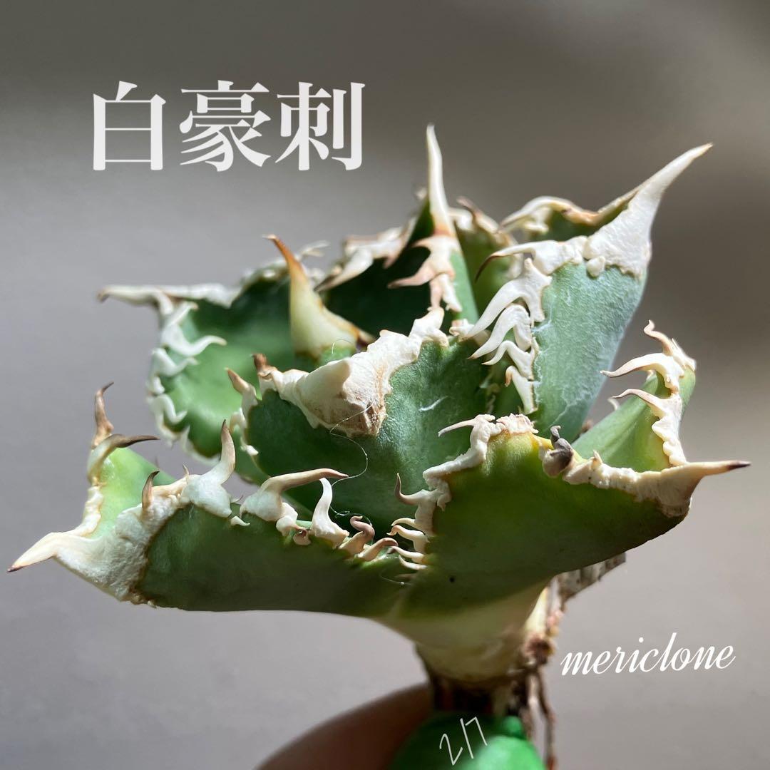 n*u様 【オークション】11 特選　太棘　アガべ　チタノタ　白豪刺　TC