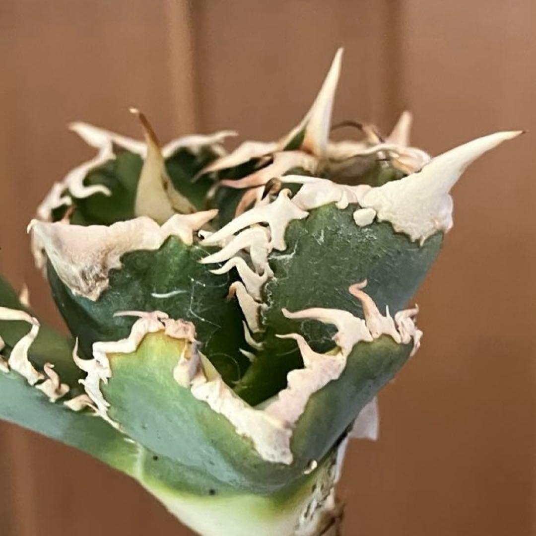 n*u様 【オークション】11 特選　太棘　アガべ　チタノタ　白豪刺　TC